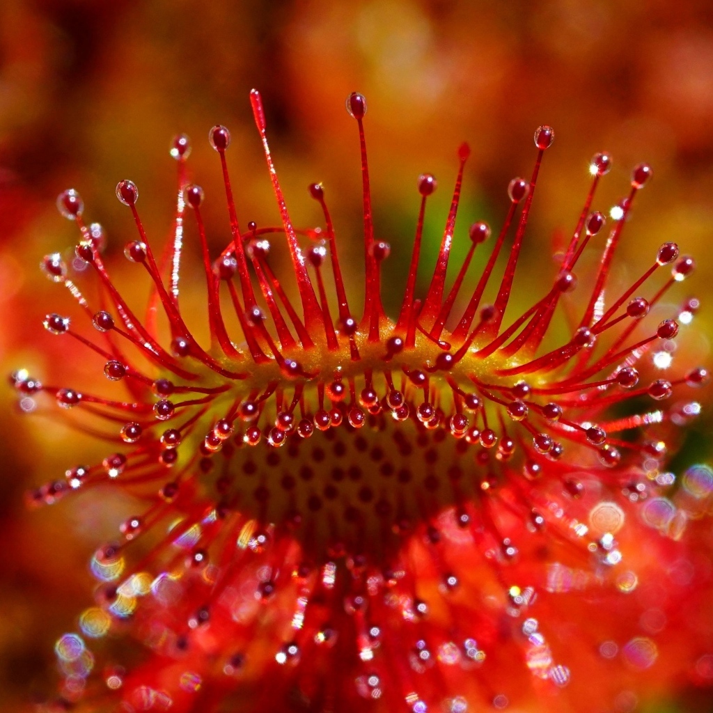 Красный цветок мухоловка