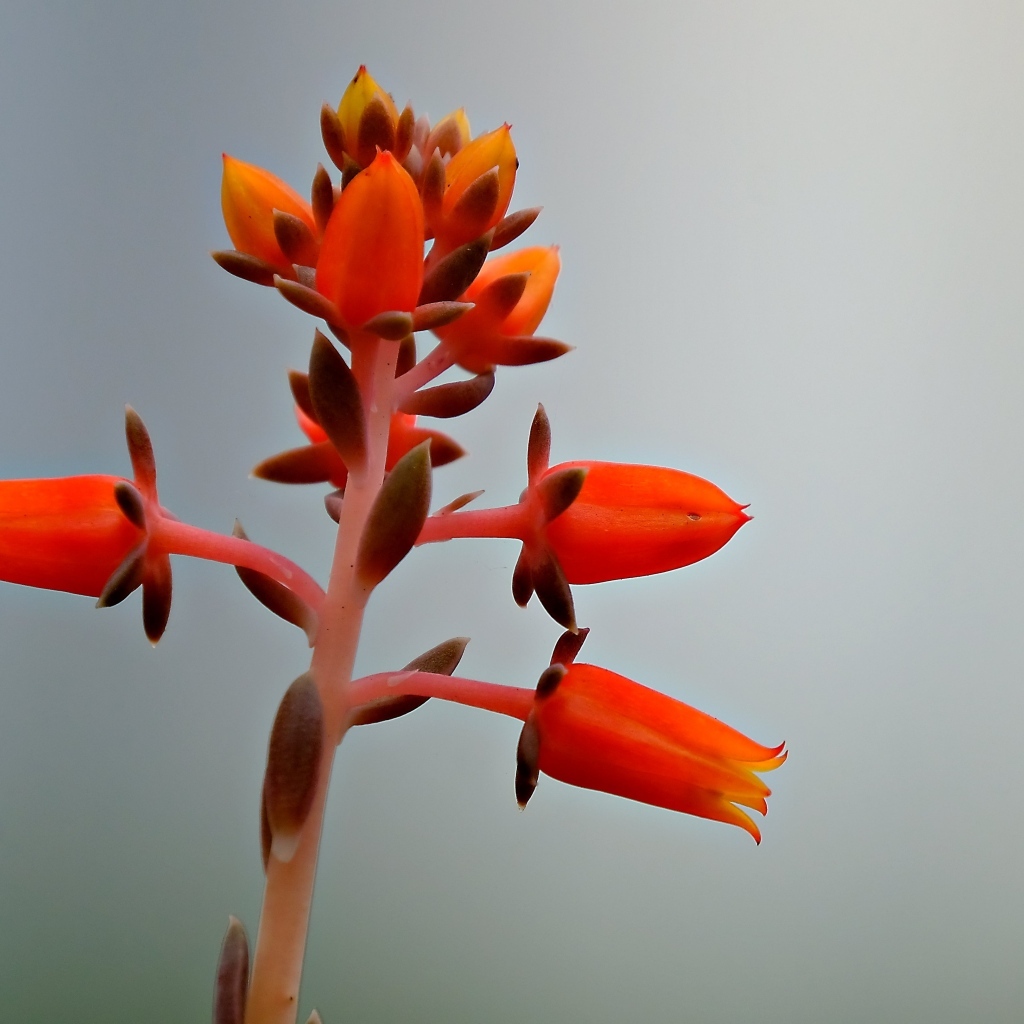 Красный цветок на сером фоне 