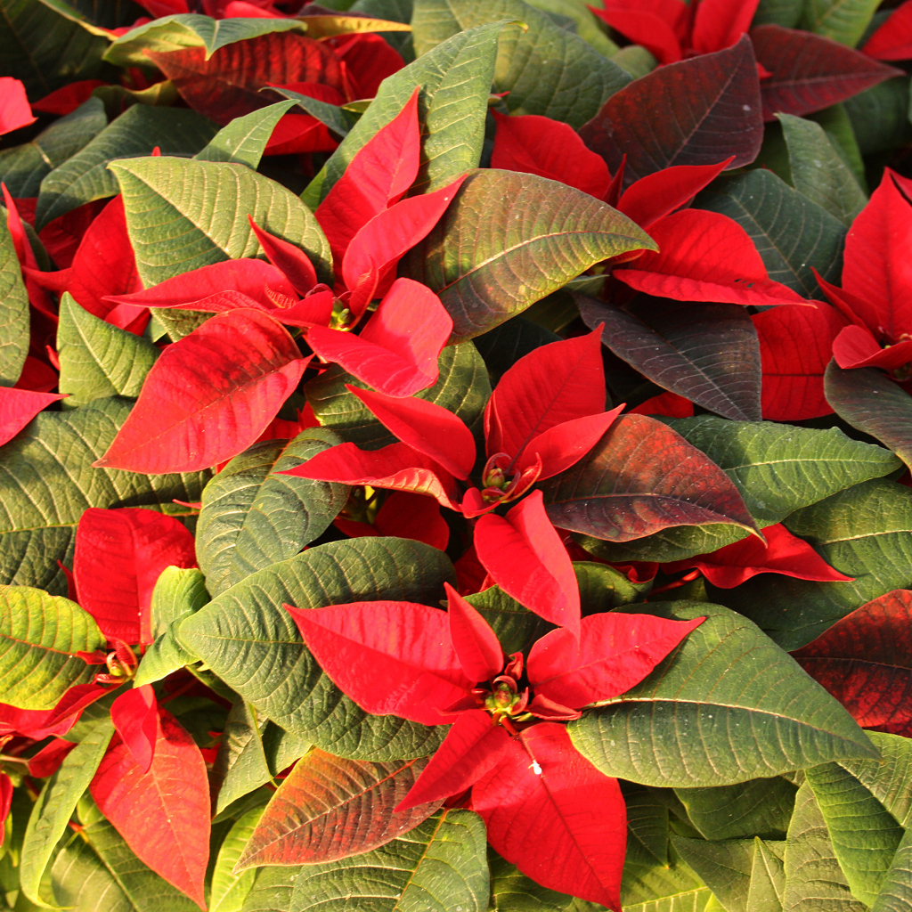 Красные цветы Молочай красивейший  с зелеными листьями