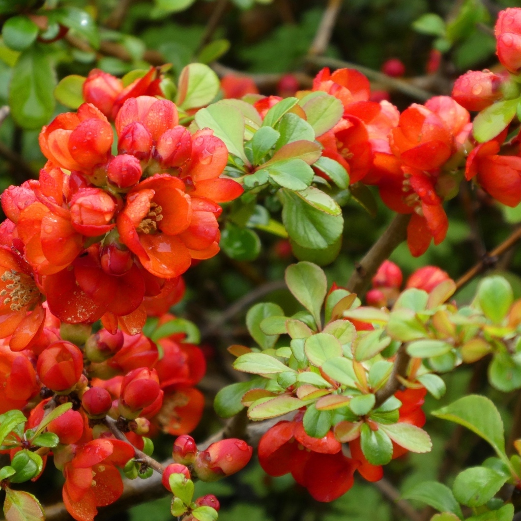 Красные цветы японской айвы на кустарнике