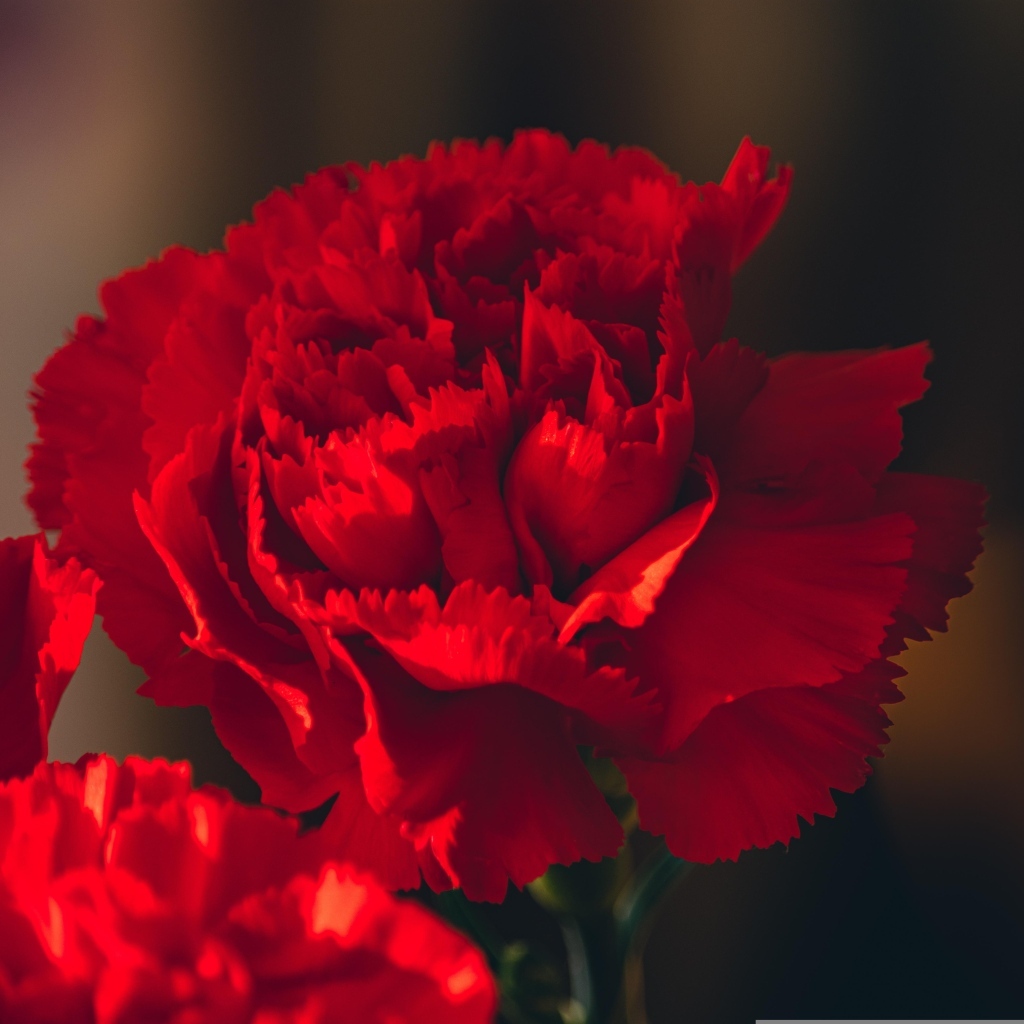 Красные цветы декоративной гвоздики крупным планом