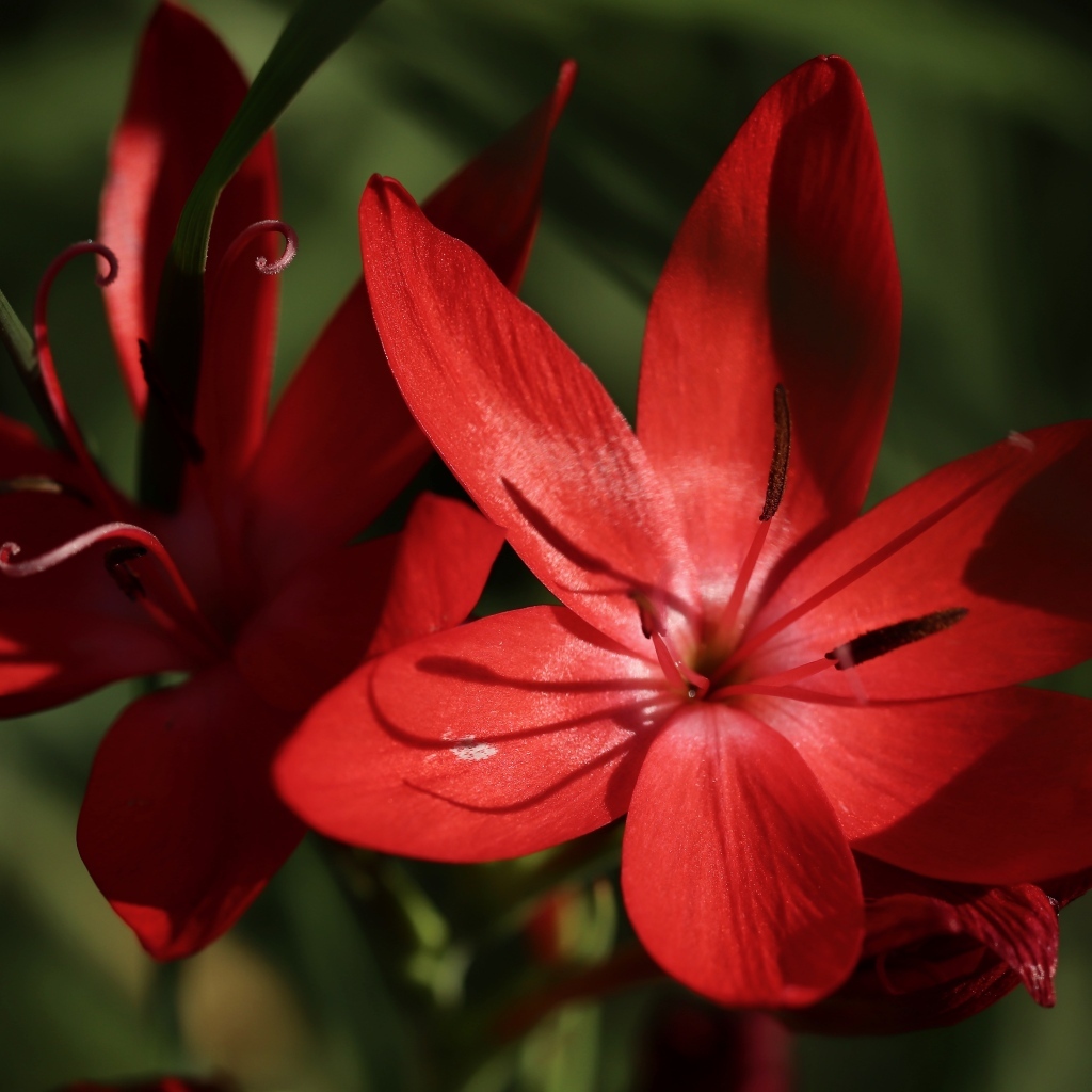 Красные цветы hesperantha семейства ирисовых