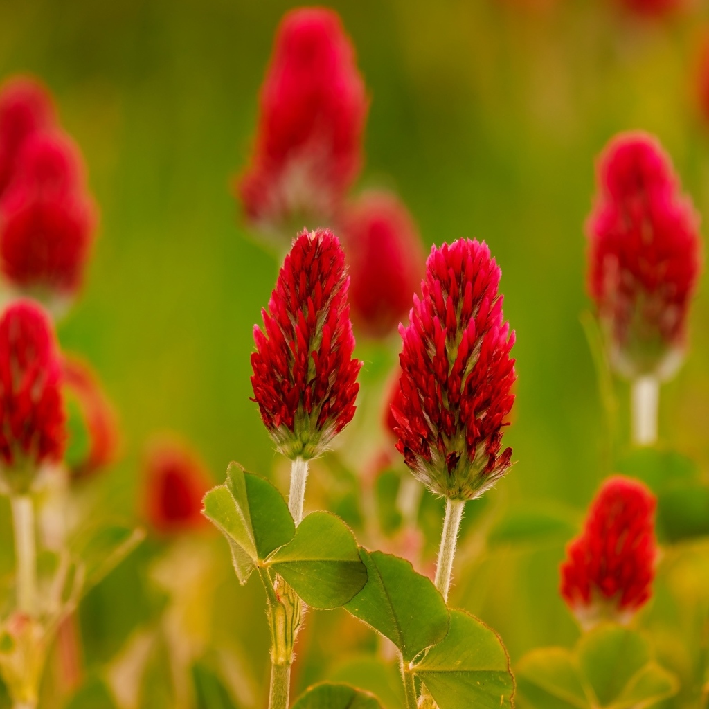 Красные цветы полевого клевера