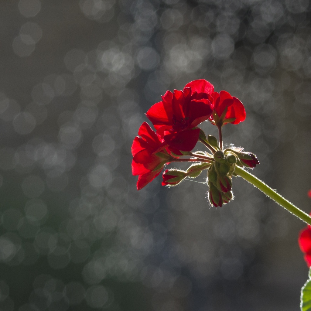 Красный цветок герани в лучах солнца
