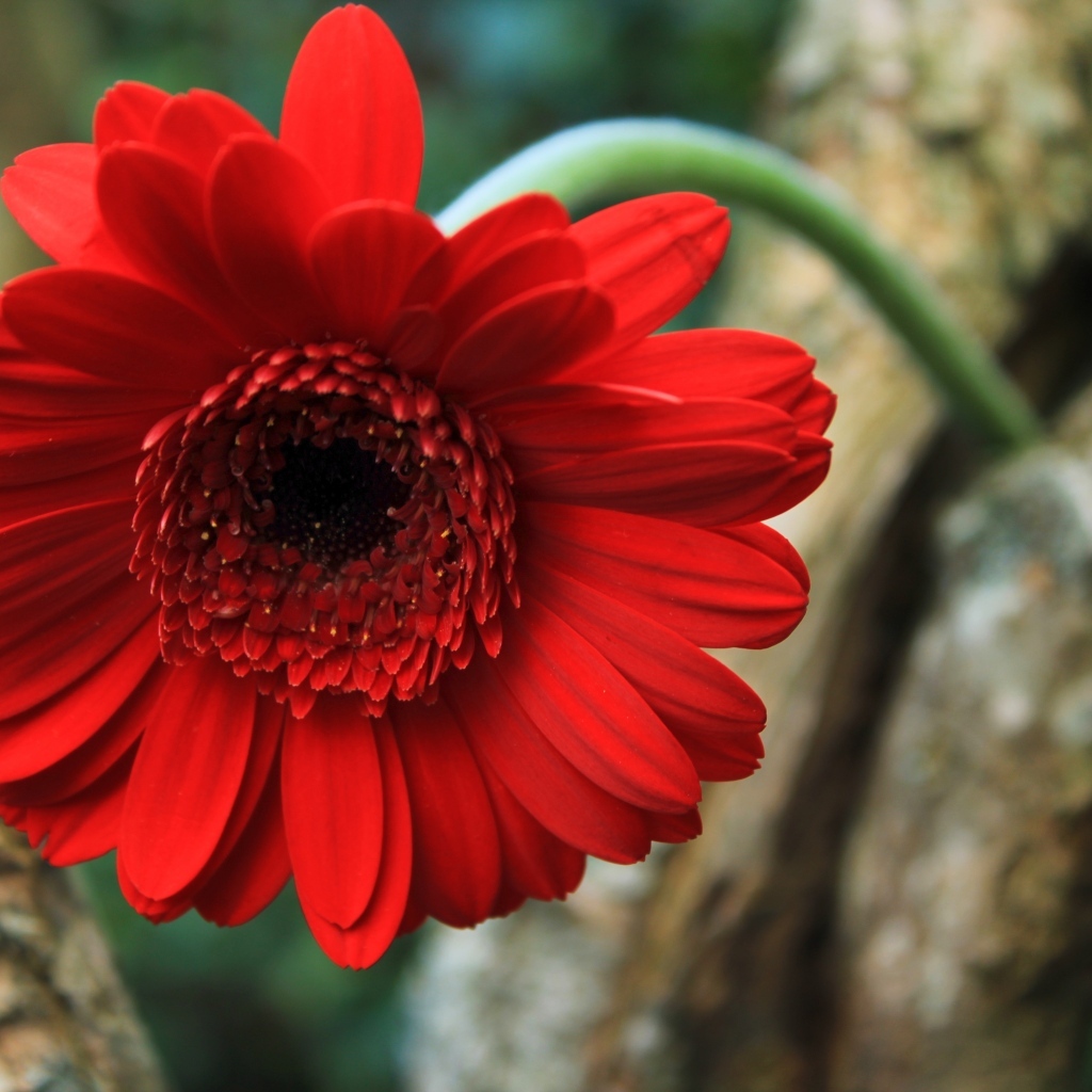 Красный цветок герберы на дереве