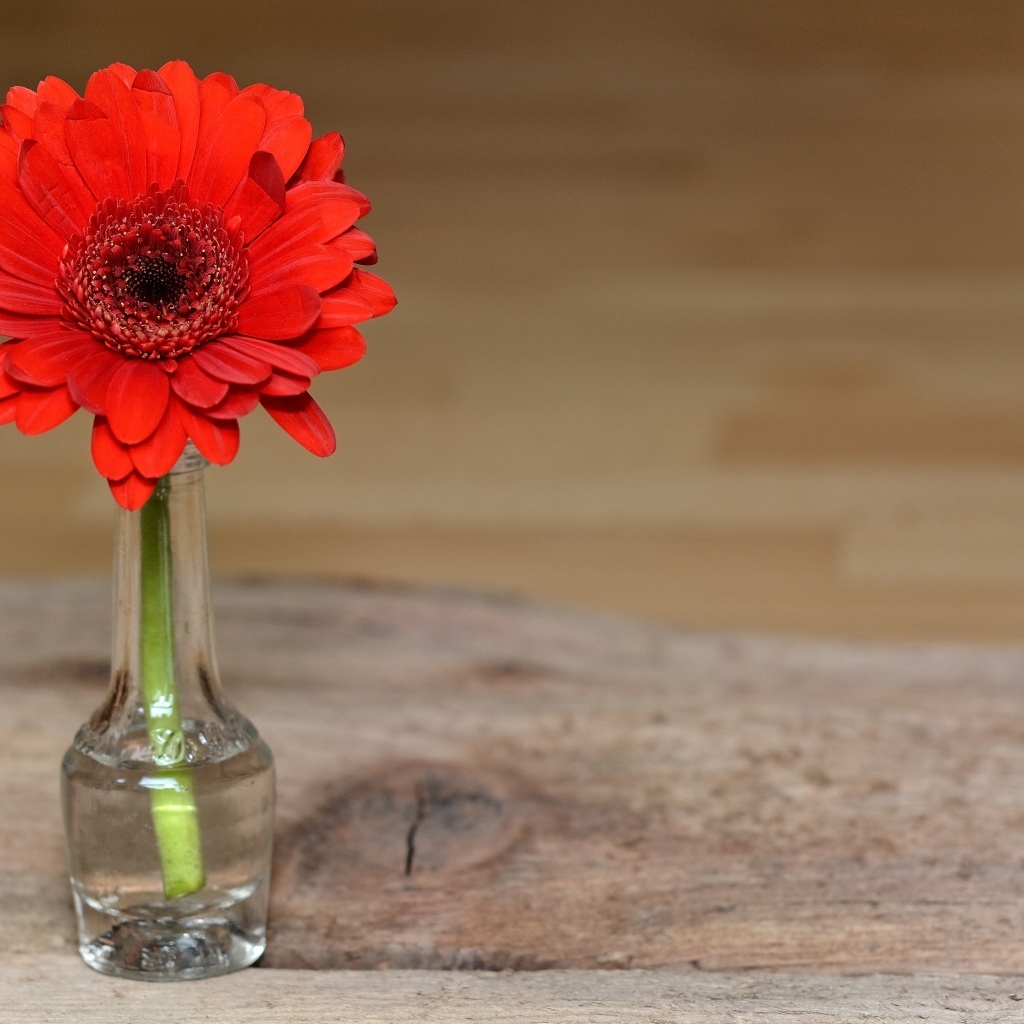 Красная гербера в стеклянной бутылке