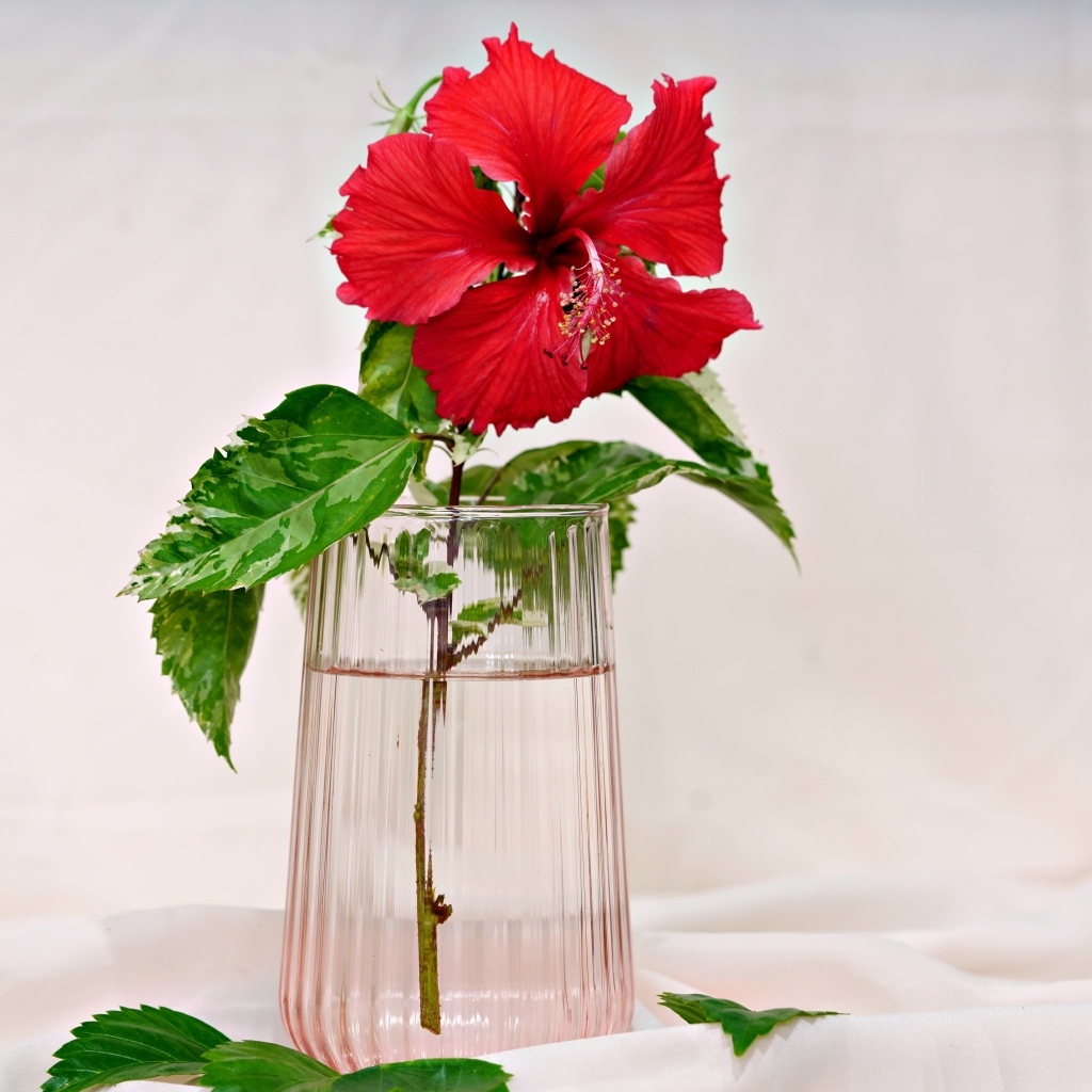 Красный цветок гибискуса в вазе на столе