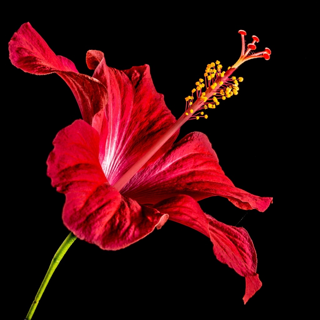 Красный цветок гибискуса на черном фоне