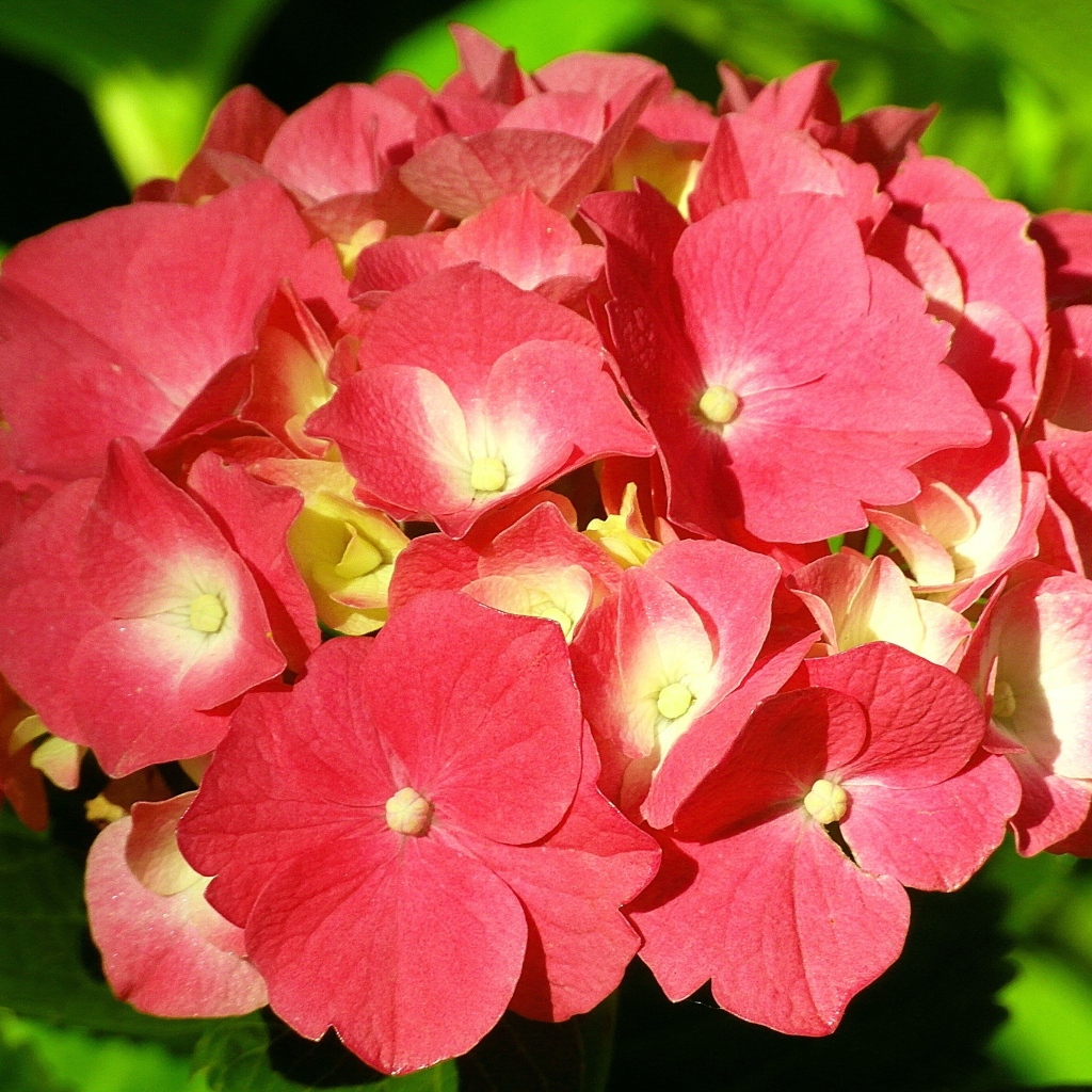 Красный цветок гортензии в лучах солнца