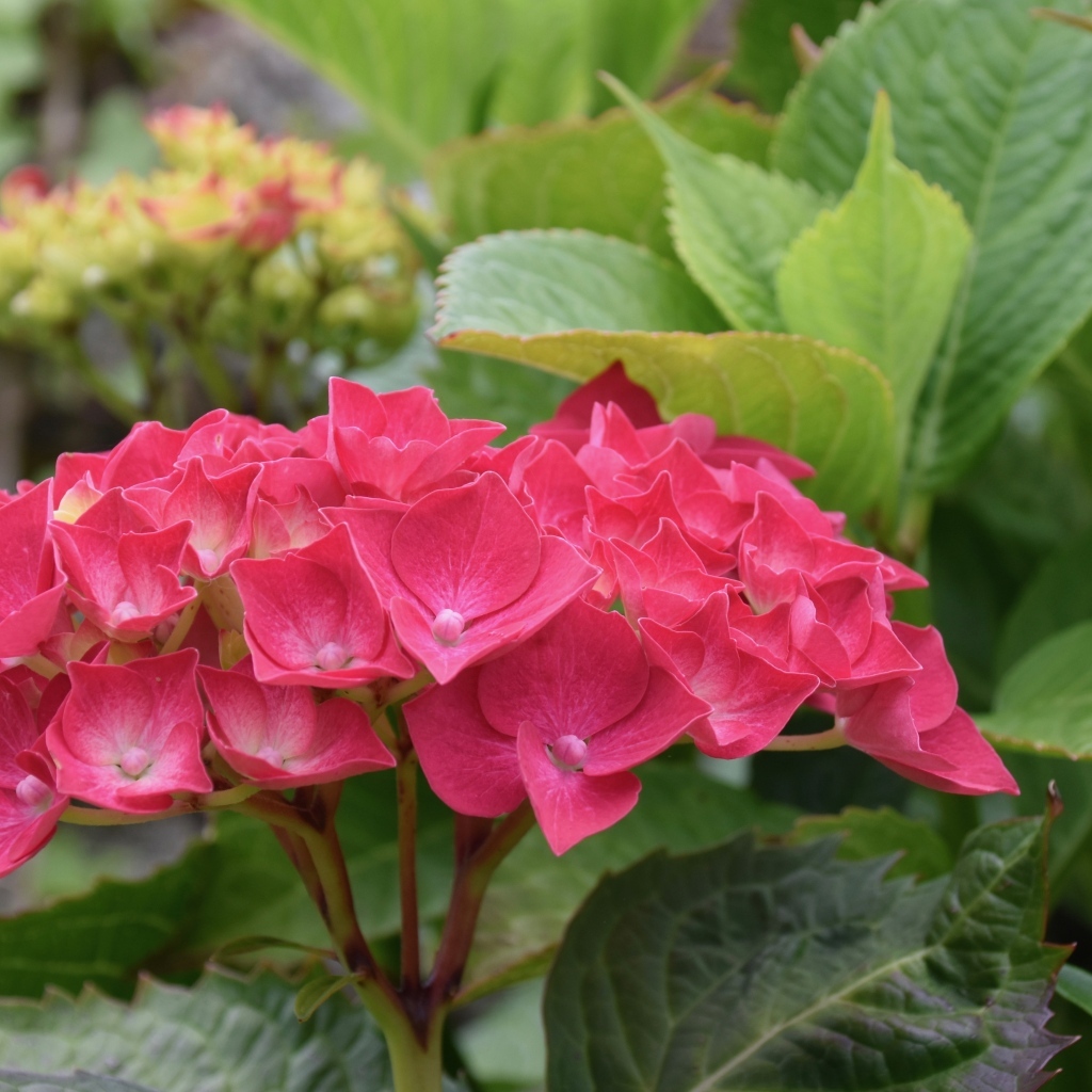 Красная гортензия с зелеными листьями в саду