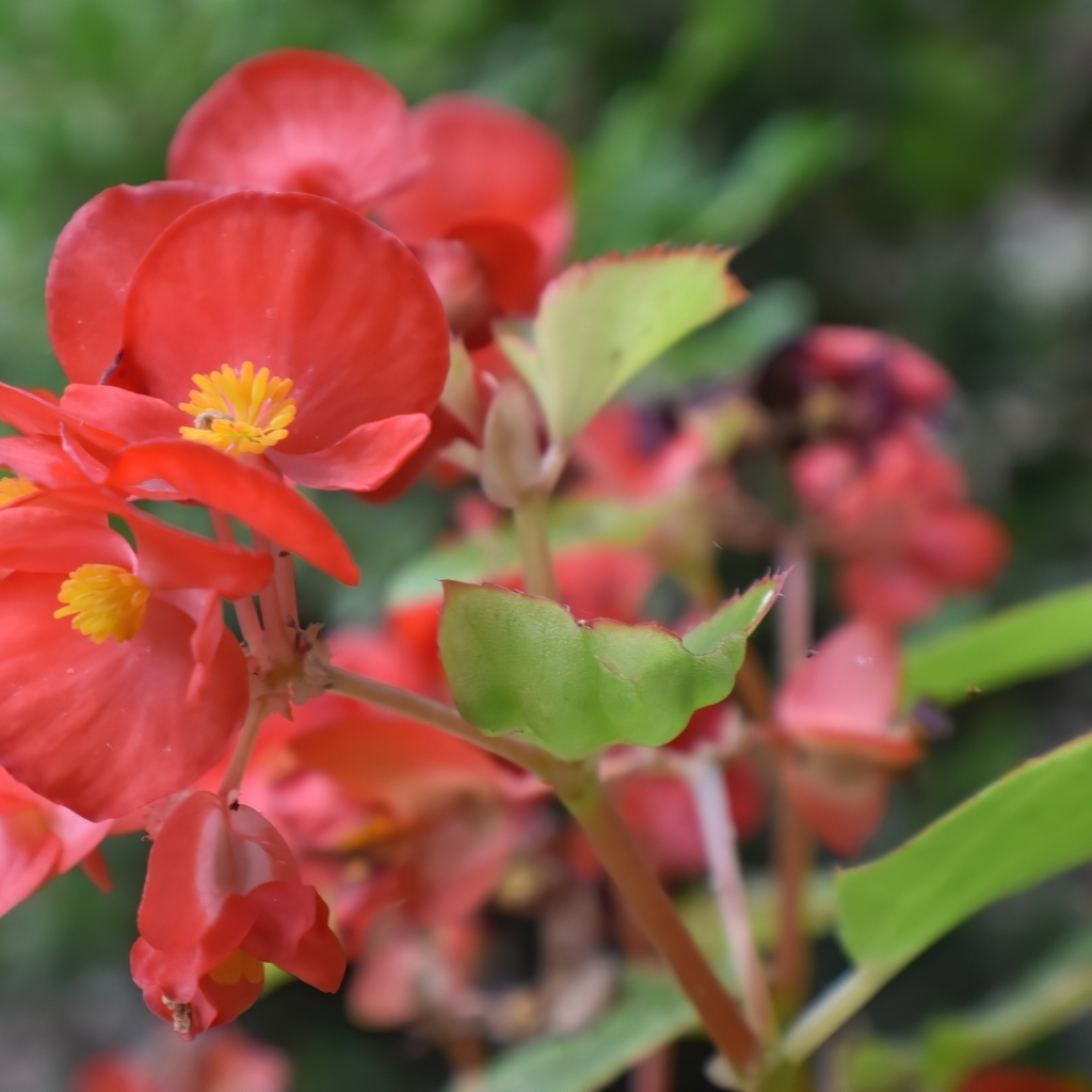 Красные комнатные цветы бегония