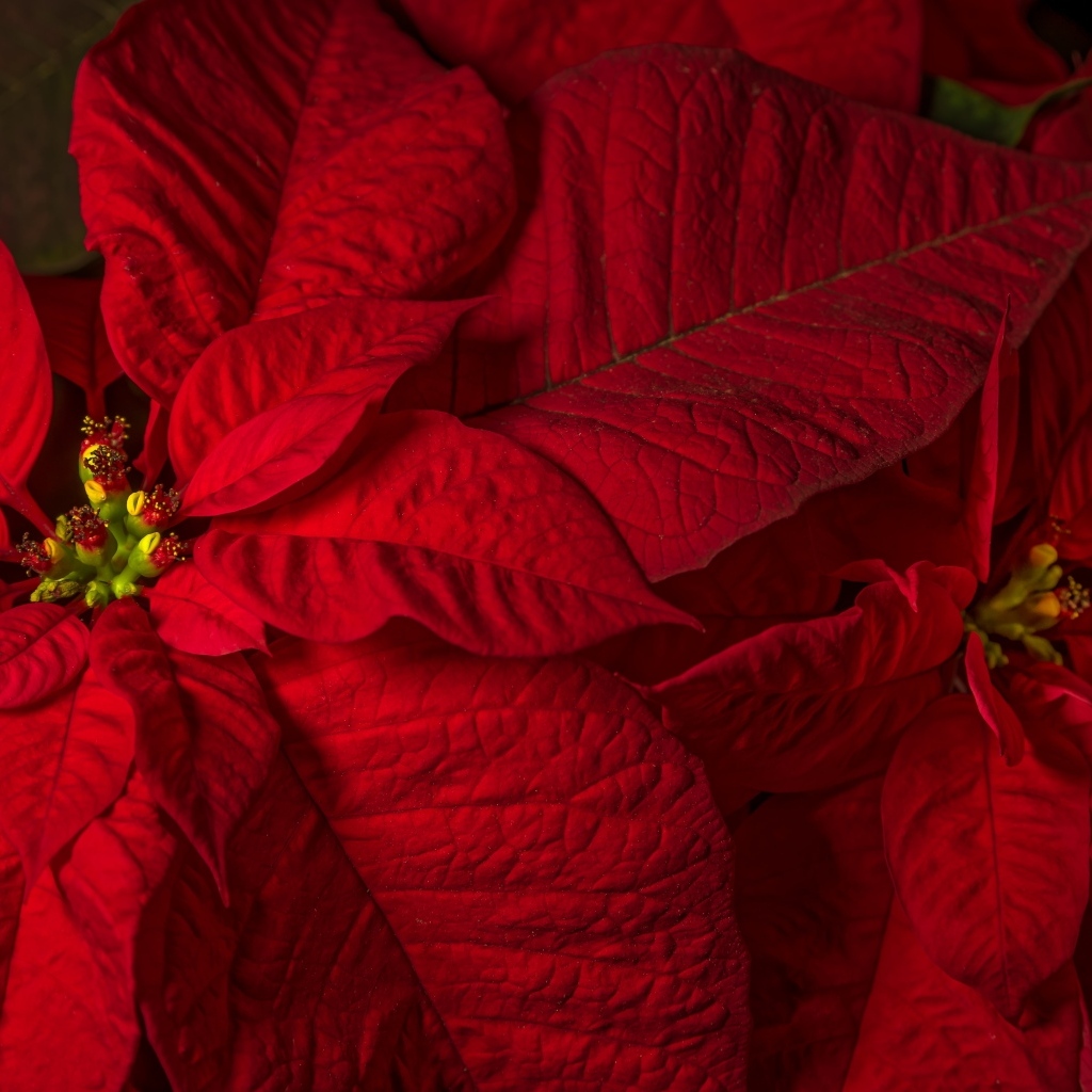 Красный комнатный цветок молочай