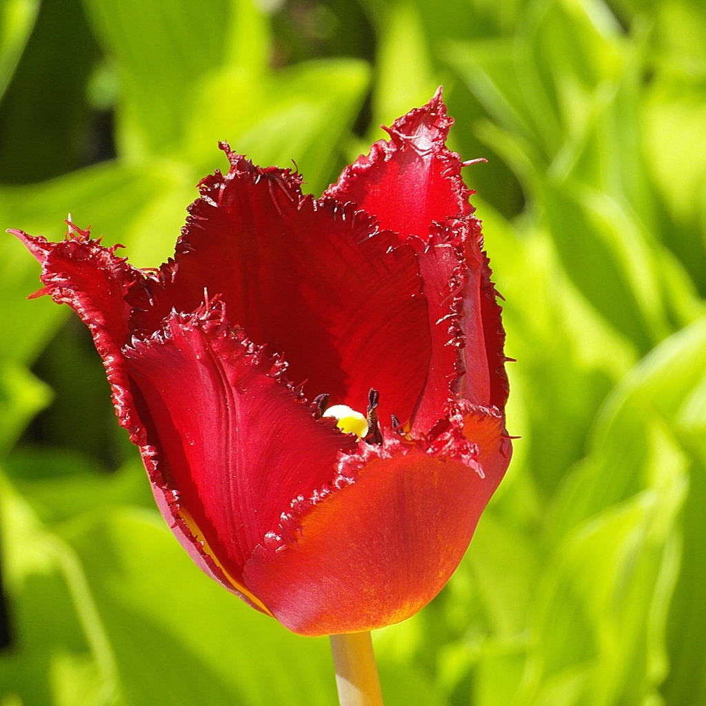 Красные зазубренные лепестки тюльпана
