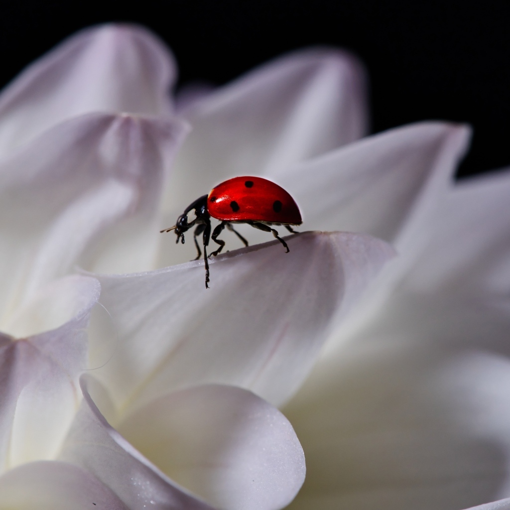 Красная божья коровка сидит на белом цветке георгина