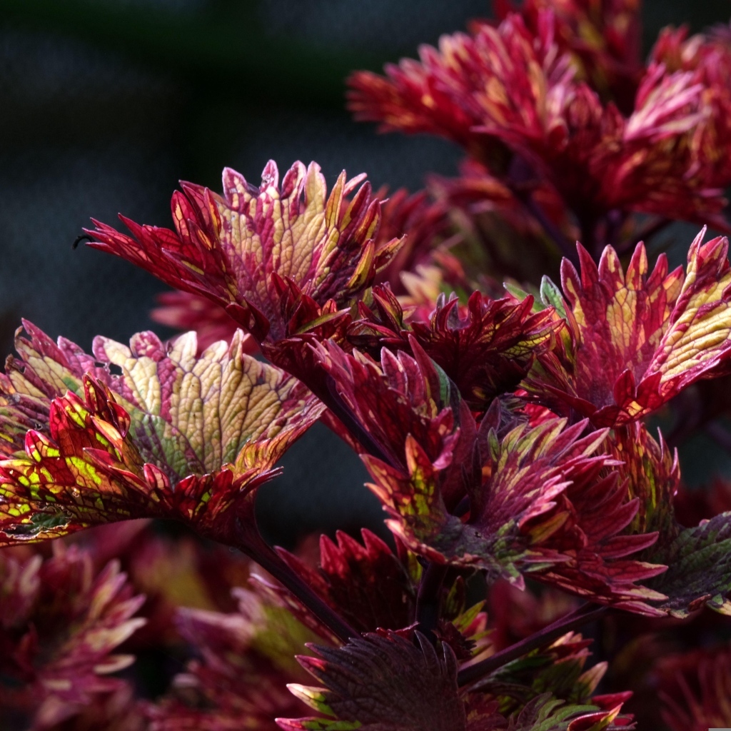 Красные листья цветка колеус