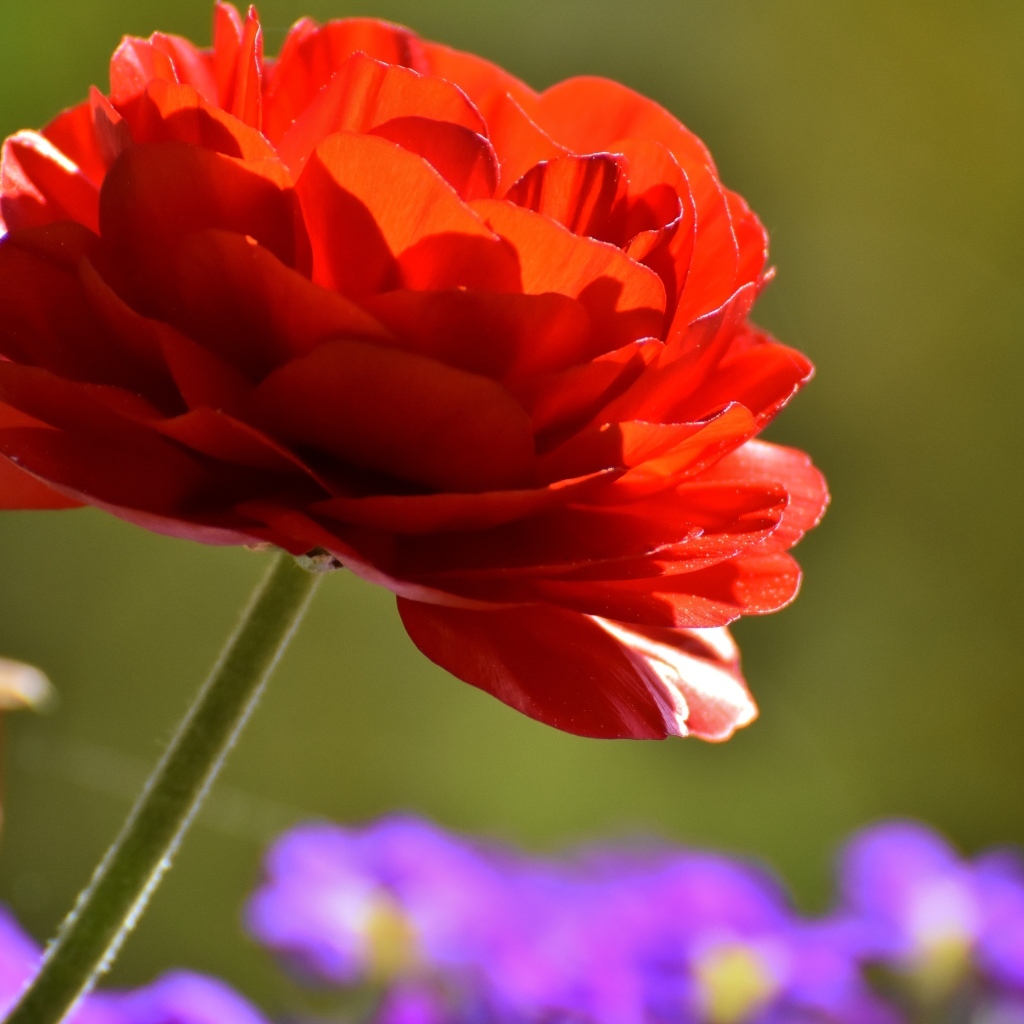 Красный пышный цветок лютика