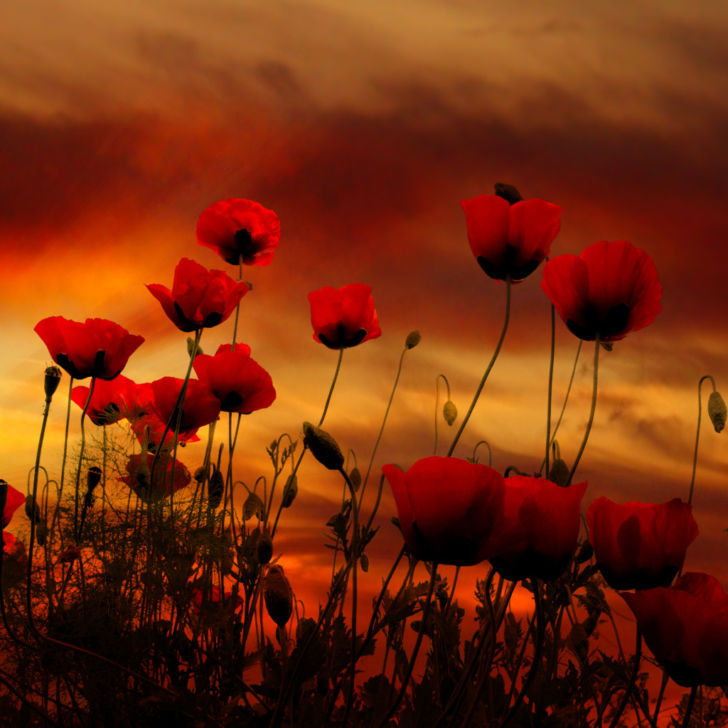 Красные маки на фоне неба на закате