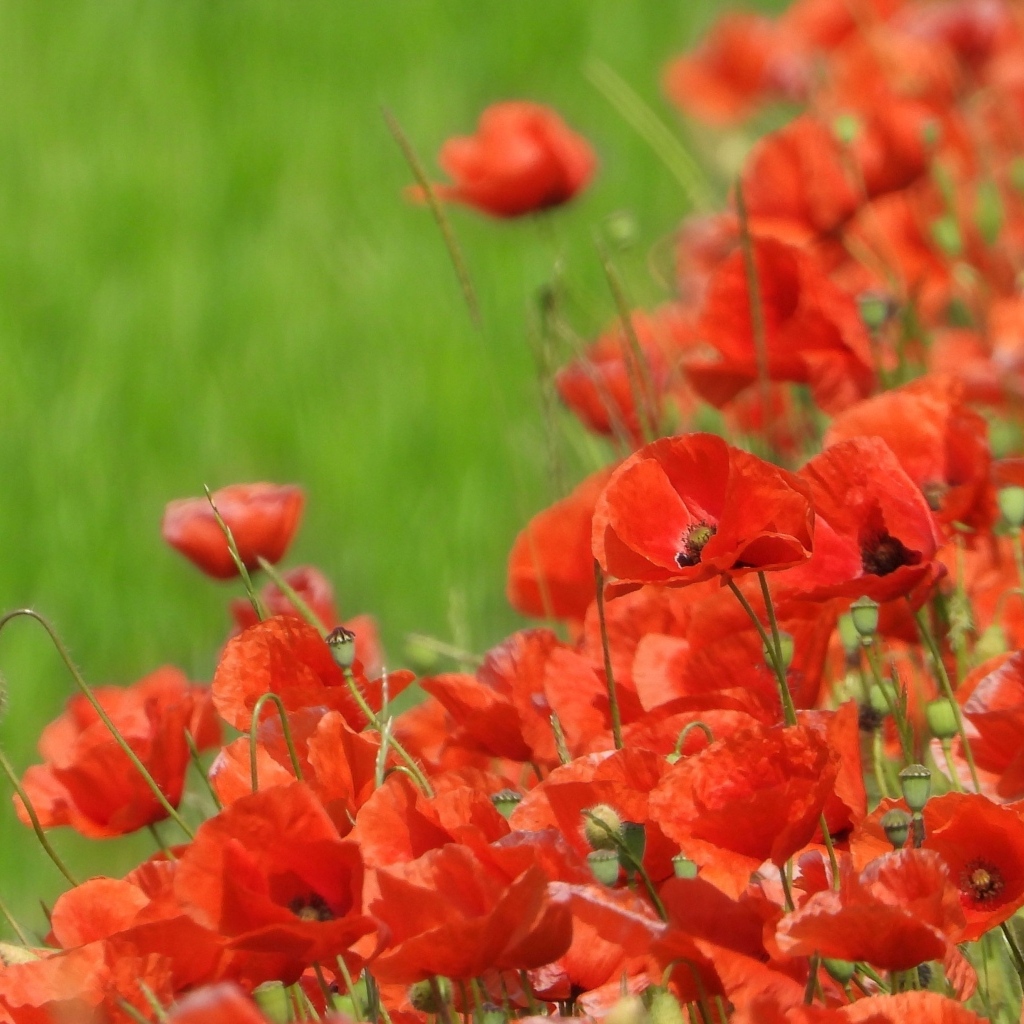 Красные маки на поле в зеленой траве летом