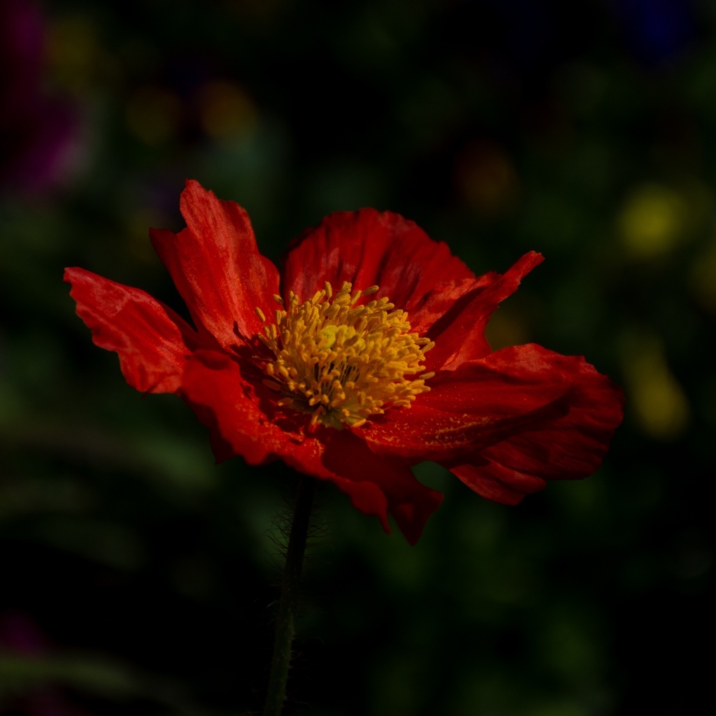 Красный цветок мака в лучах света