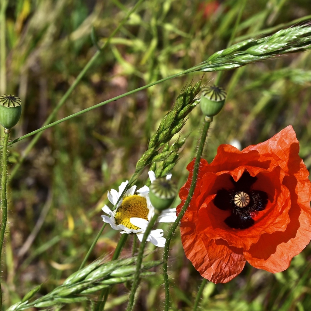 Цветок красного мака в траве