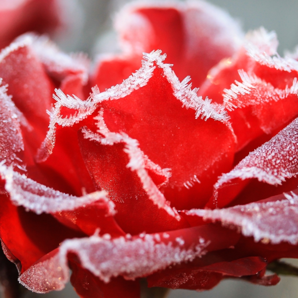 Красная роза покрыта инеем крупным планом