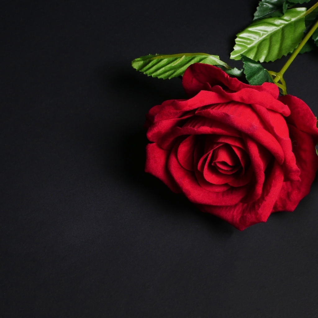 Красный цветок розы на черном фоне