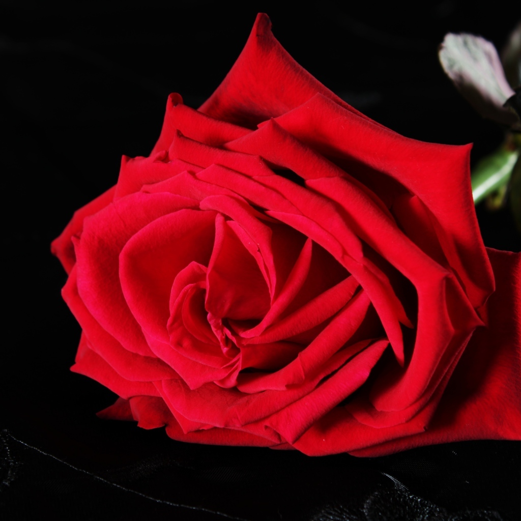 Красная роза на черном фоне