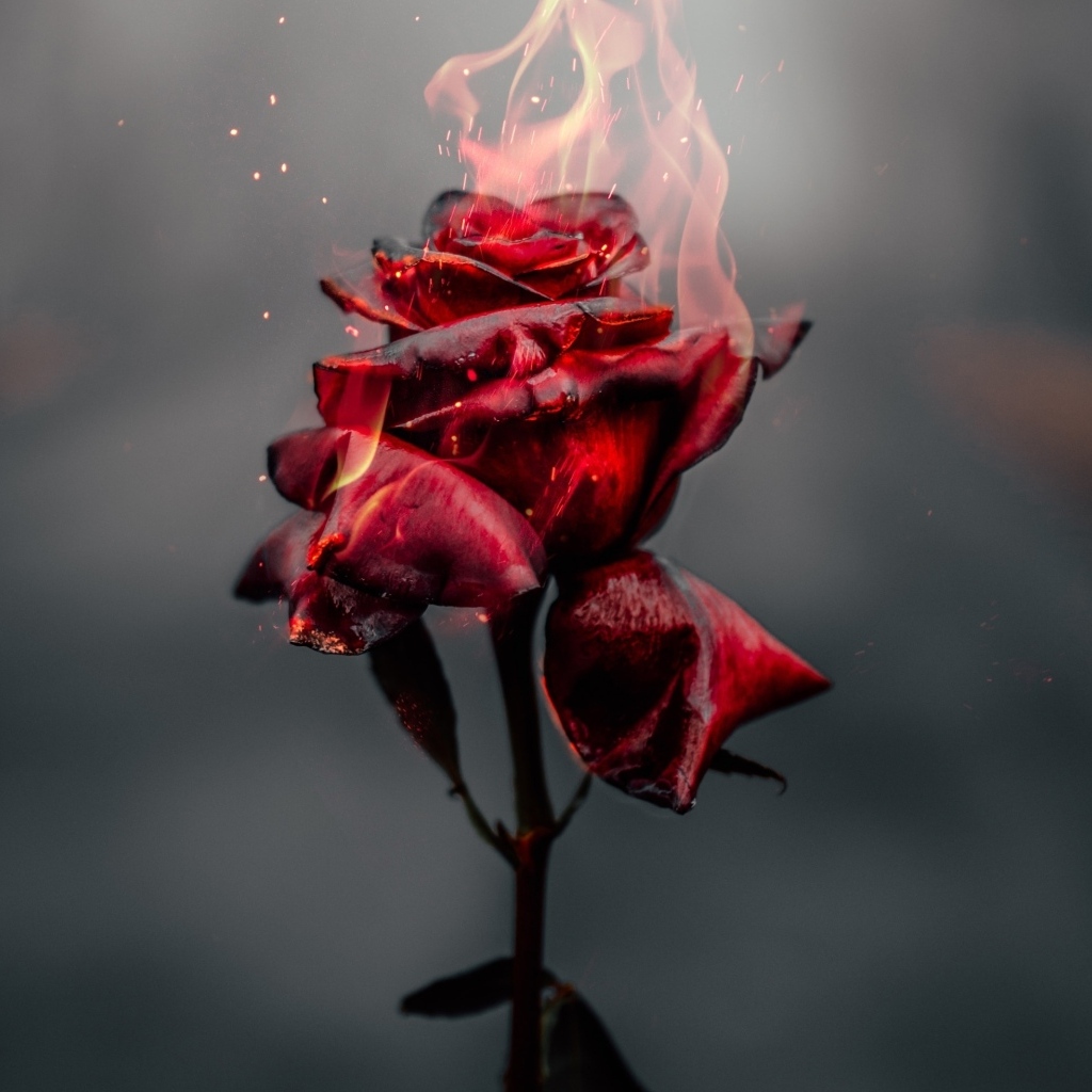 Красная роза в огне