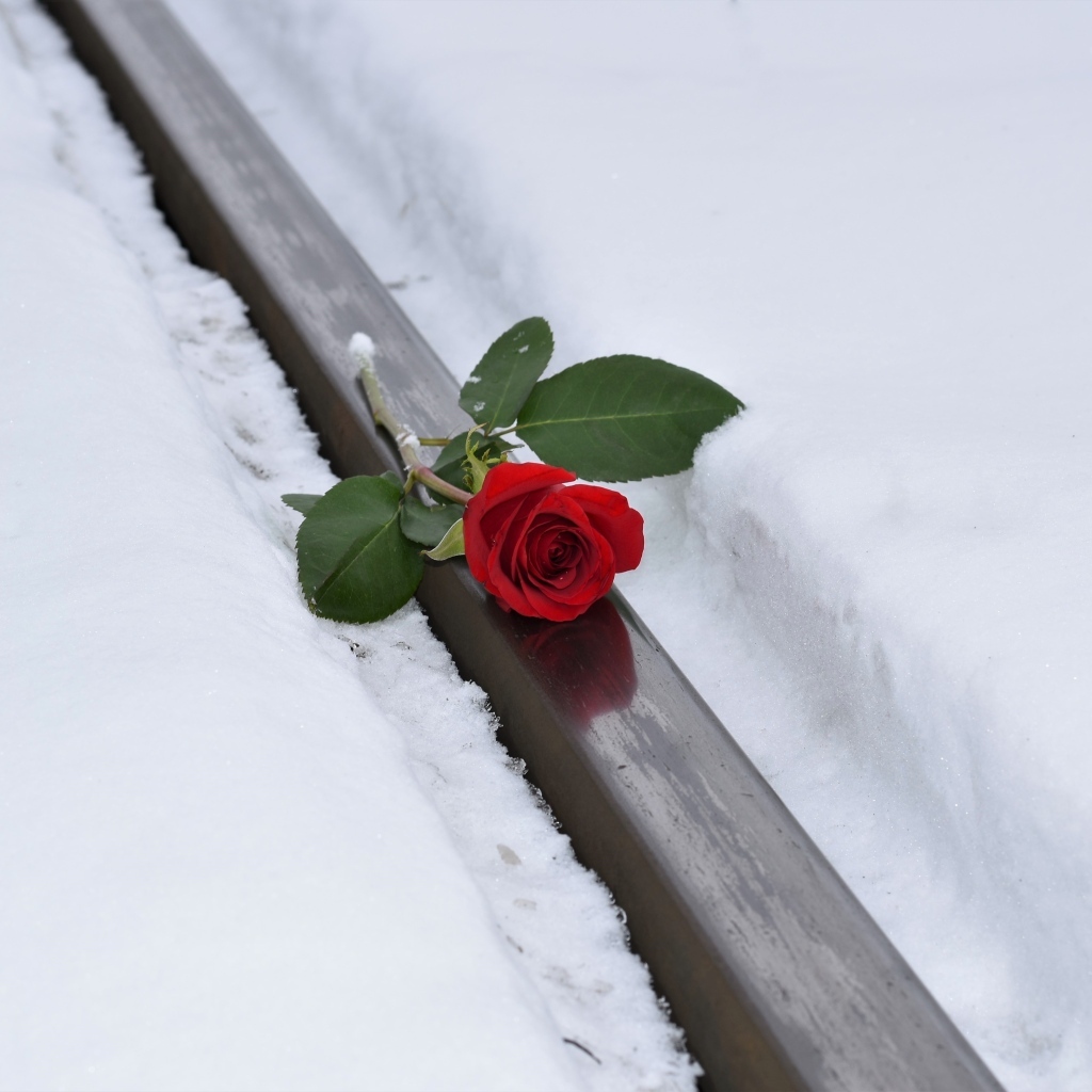 Красная роза на рельсах зимой