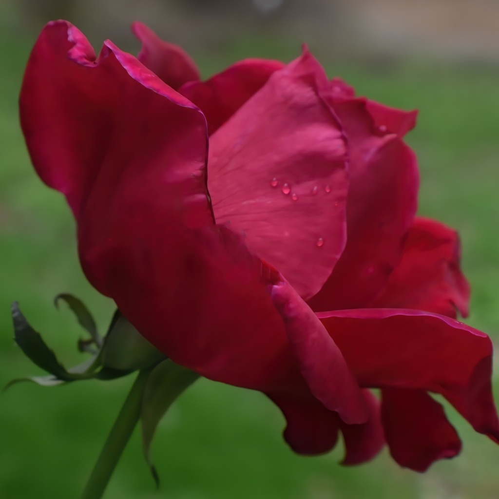 Красная роза с нежными лепестками 