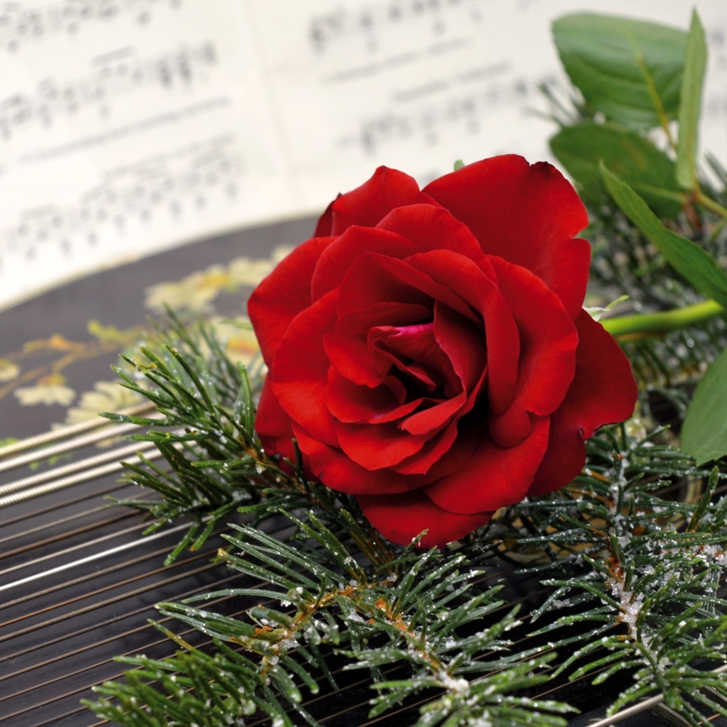 Красная роза с еловыми ветками на нотах 