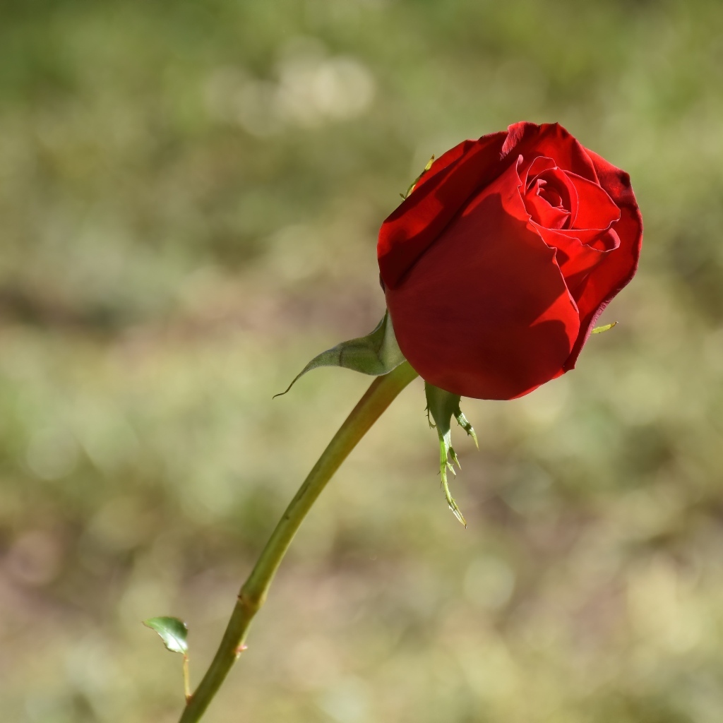 Красная роза с ароматными лепестками