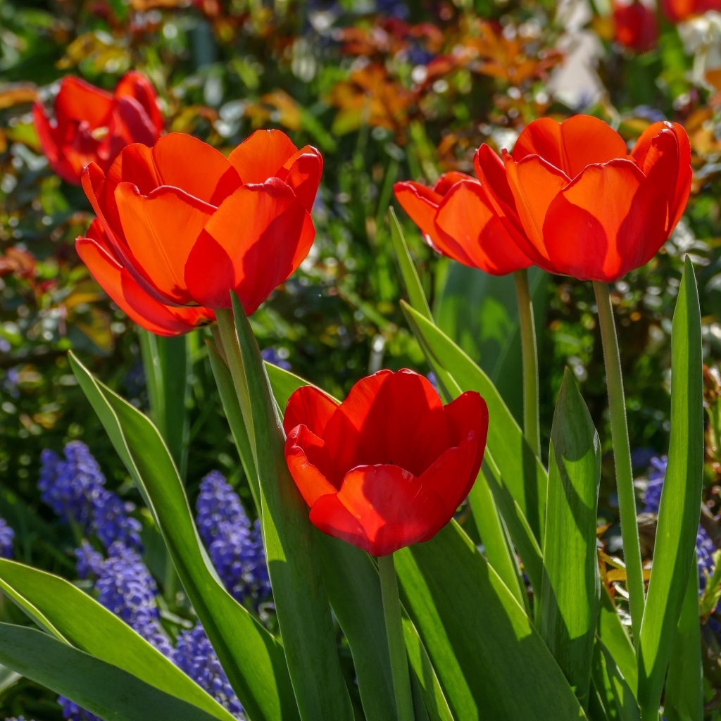 Красные весенние тюльпаны на клумбе