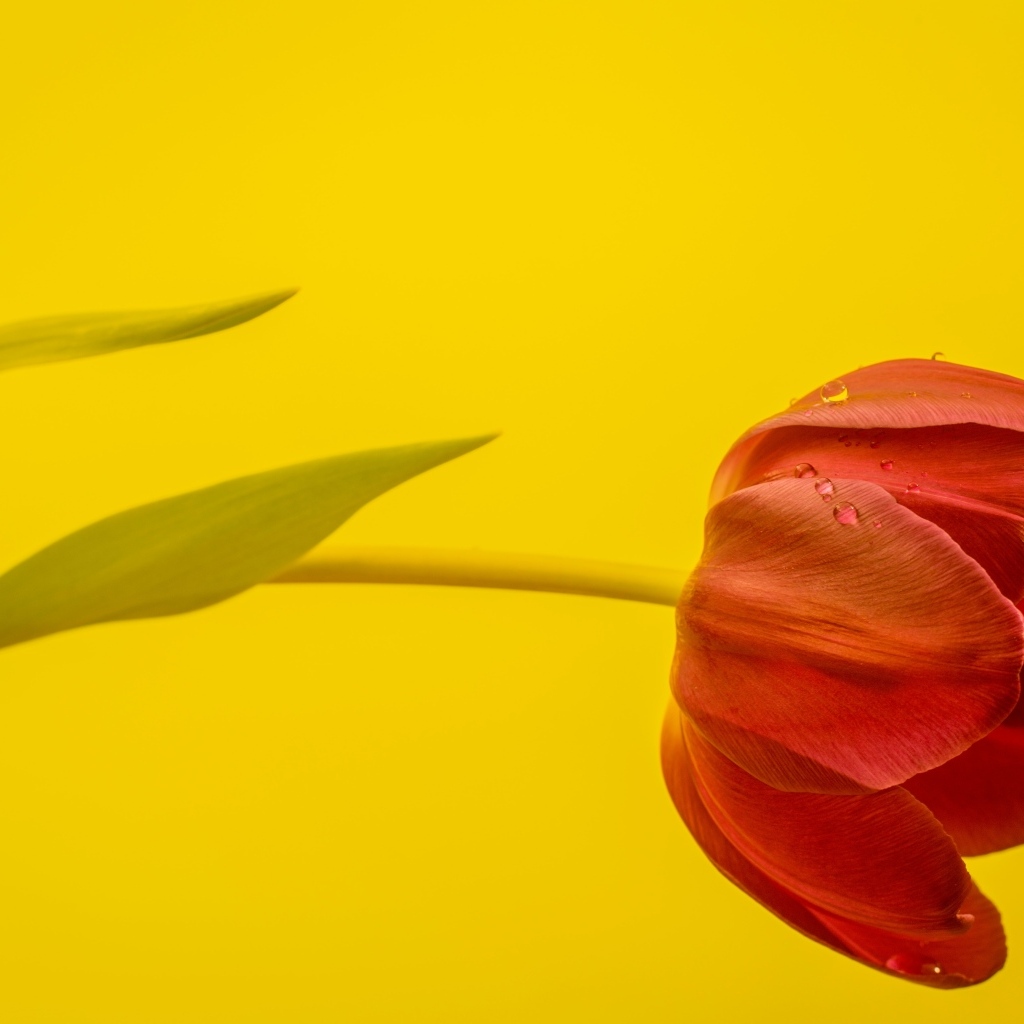 Красный тюльпан на желтом фоне