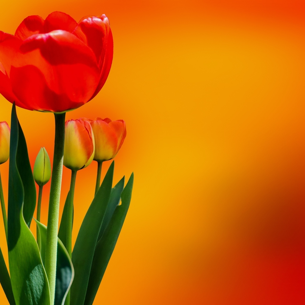Красный тюльпан с бутонами на оранжевом фоне