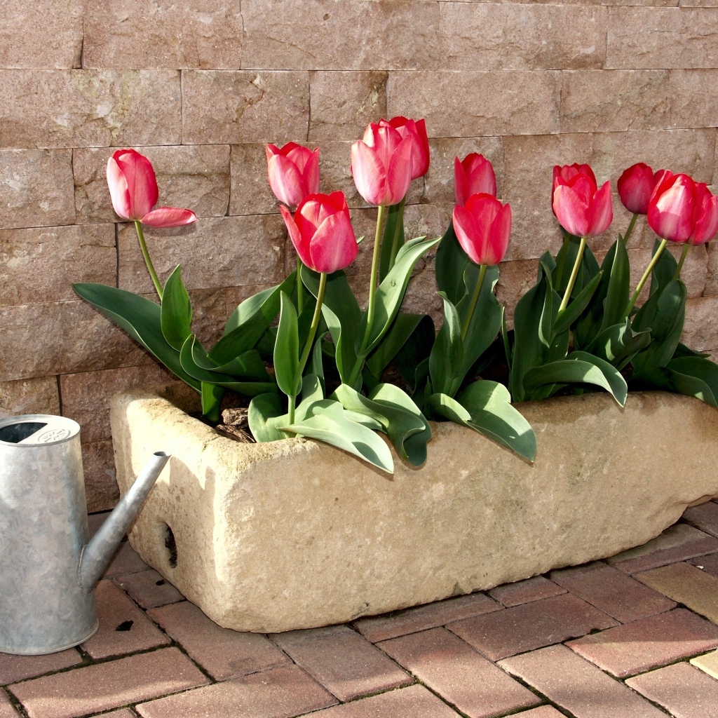Красные тюльпаны в горшке у стены