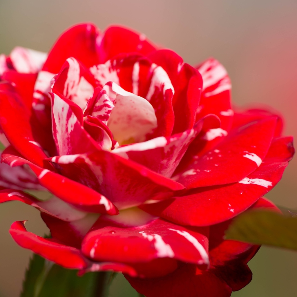 Красный с белым цветок розы крупным планом