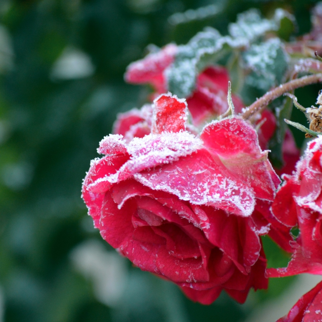 Красные увядшие розы в холодном инее 