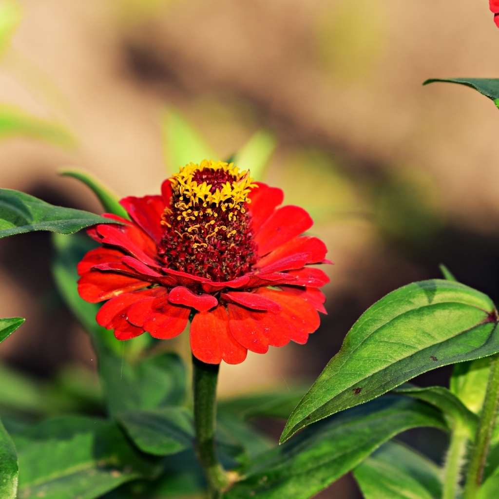 Красные цветы цинния на клумбе