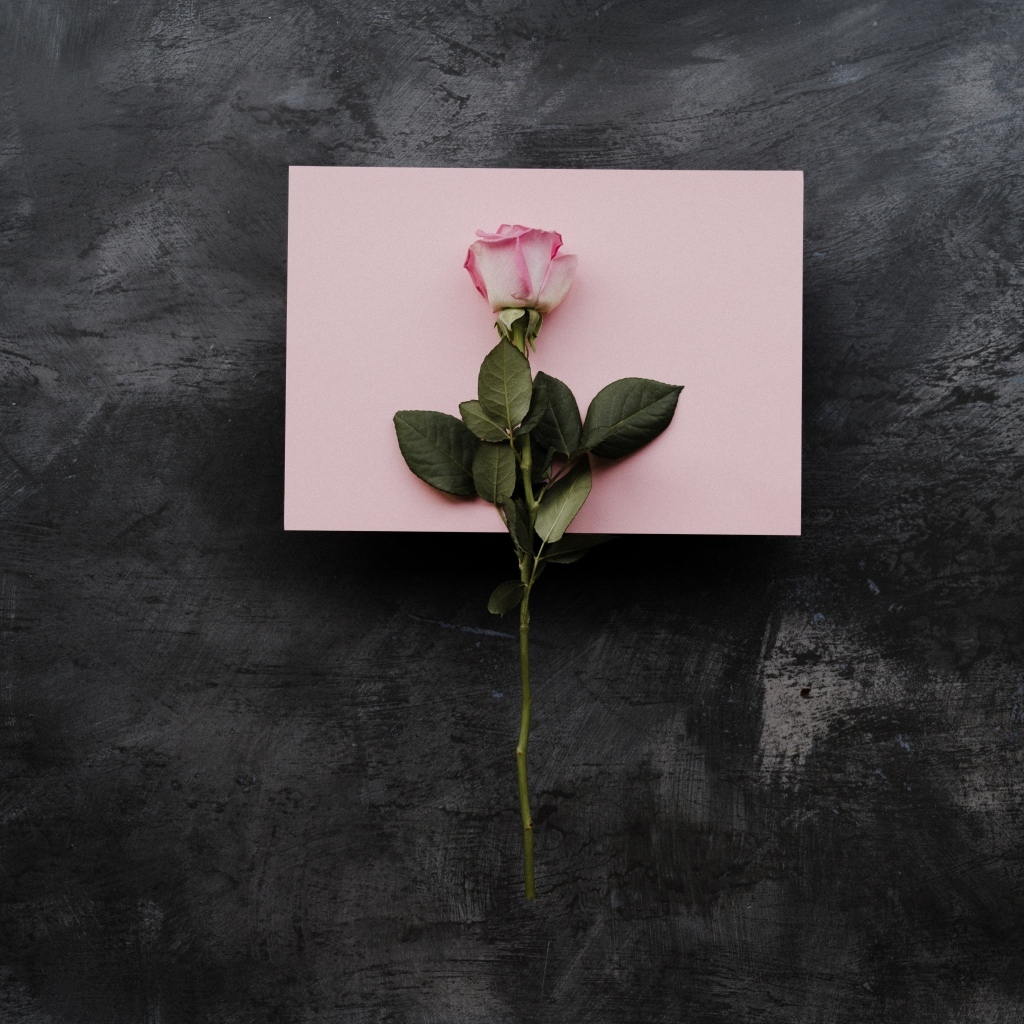 Роза и лист бумаги на сером фоне