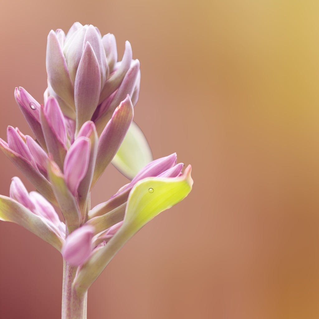 Бутон розового цветка крупным планом