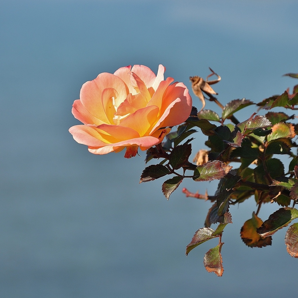 Роза с зелеными листьями на фоне неба