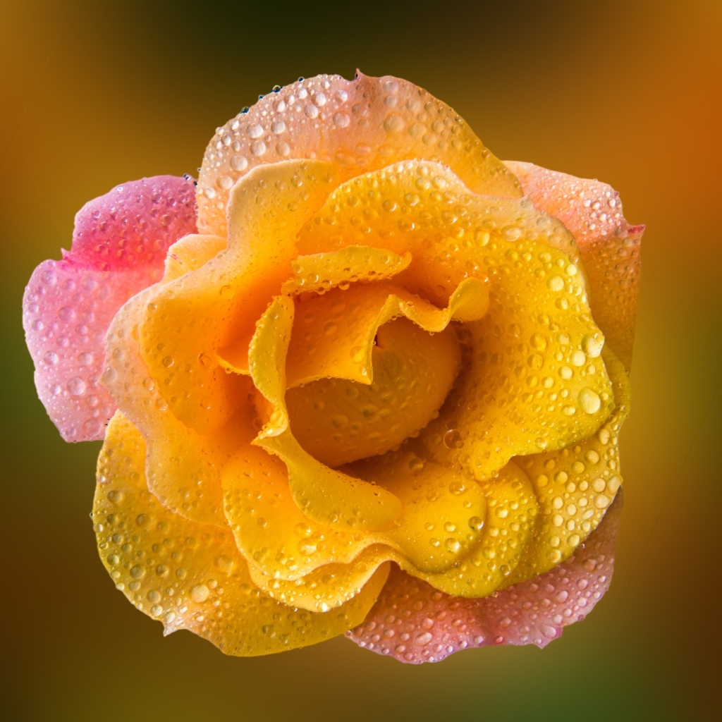 Роза с оранжевыми лепестками в каплях росы