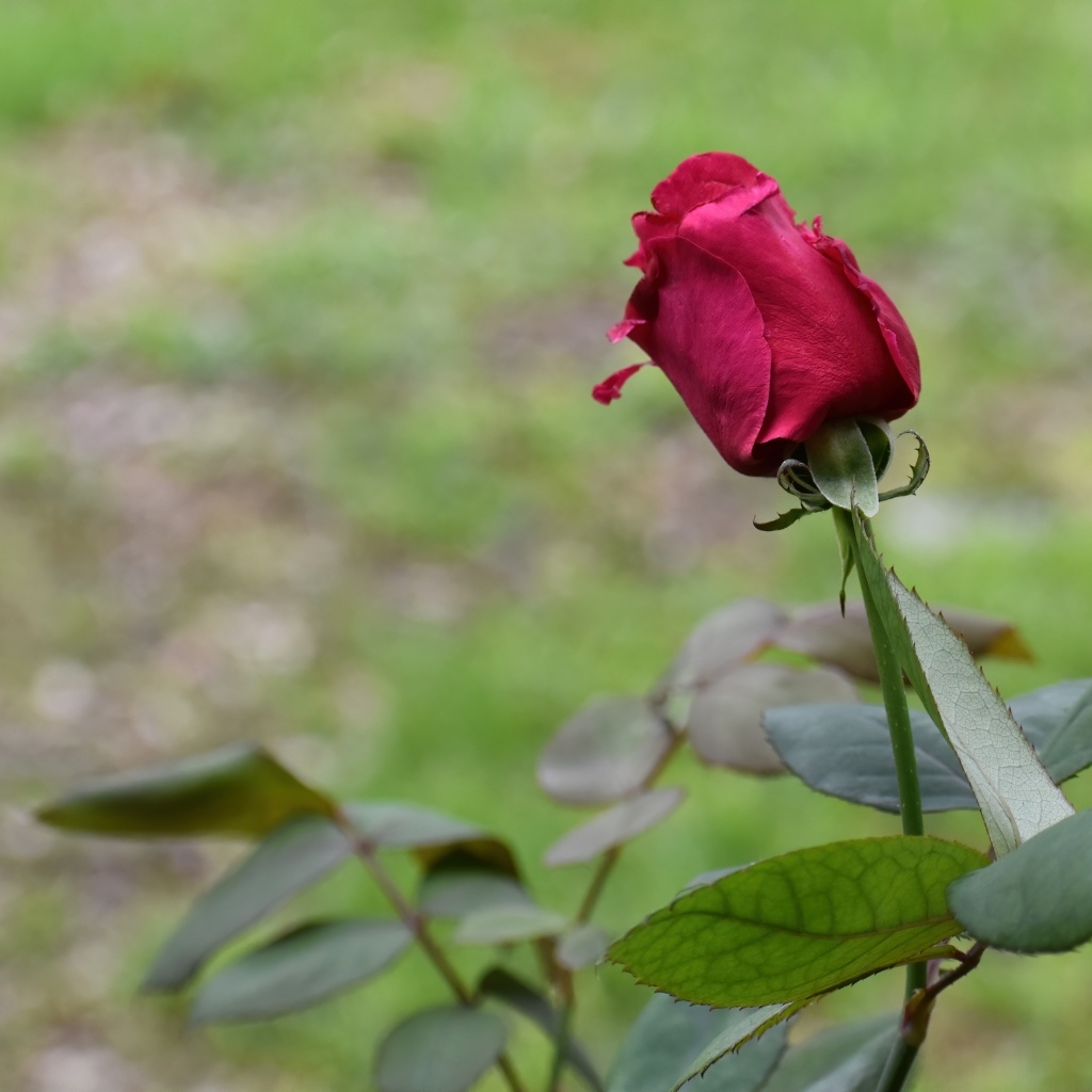 Алая роза с зелеными листьями крупным планом