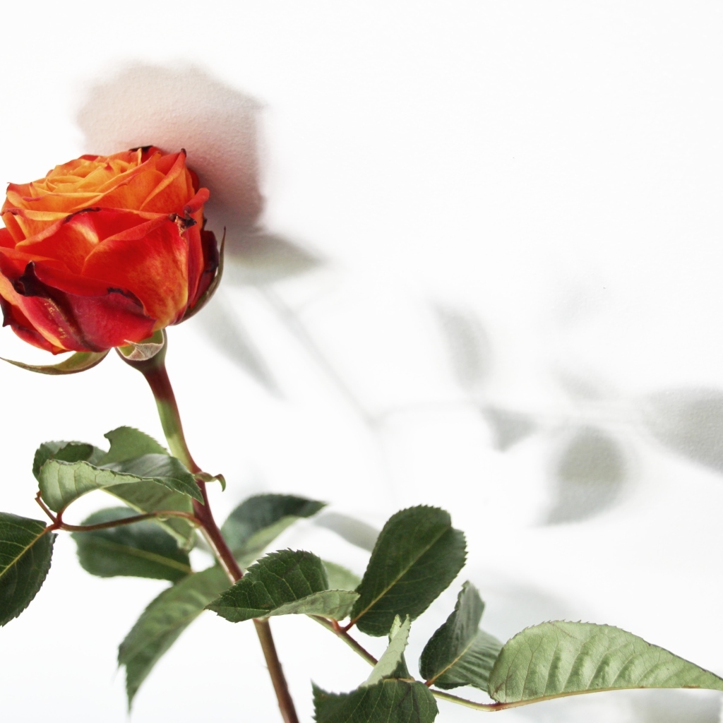 Тень оранжевой розы на белой поверхности