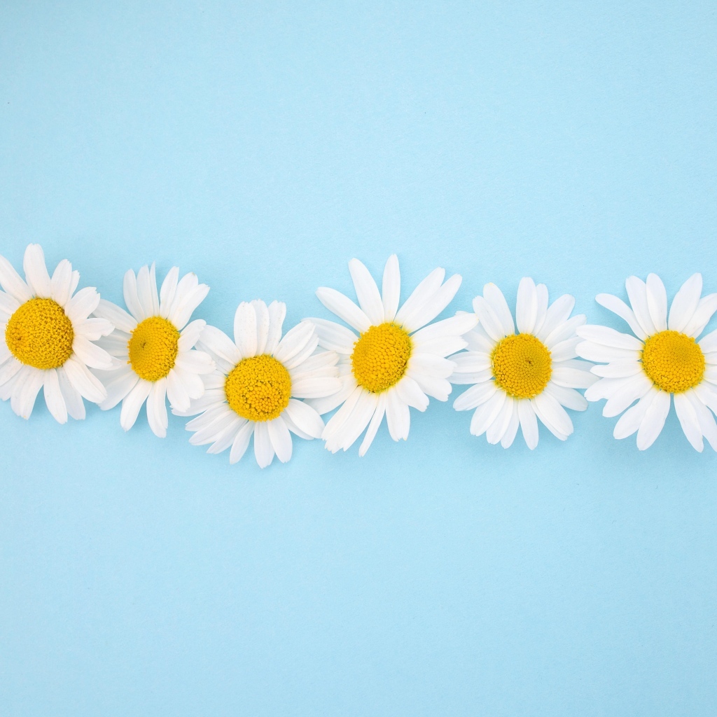 Шесть белых ромашек на голубом фоне