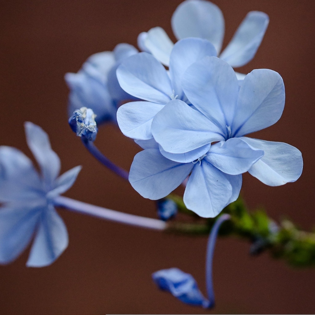 Мелкие голубые цветы крупным планом