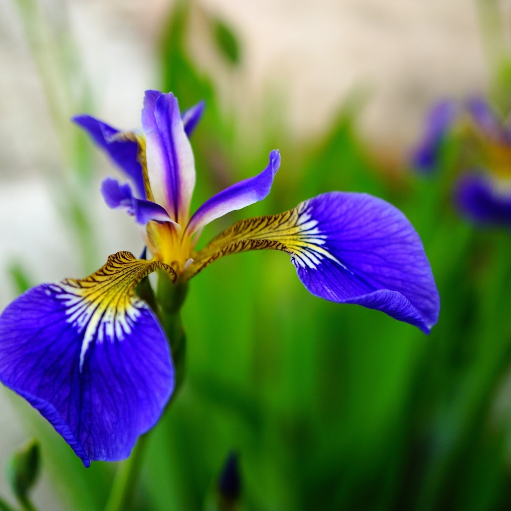 Маленький нежный синий цветок ириса
