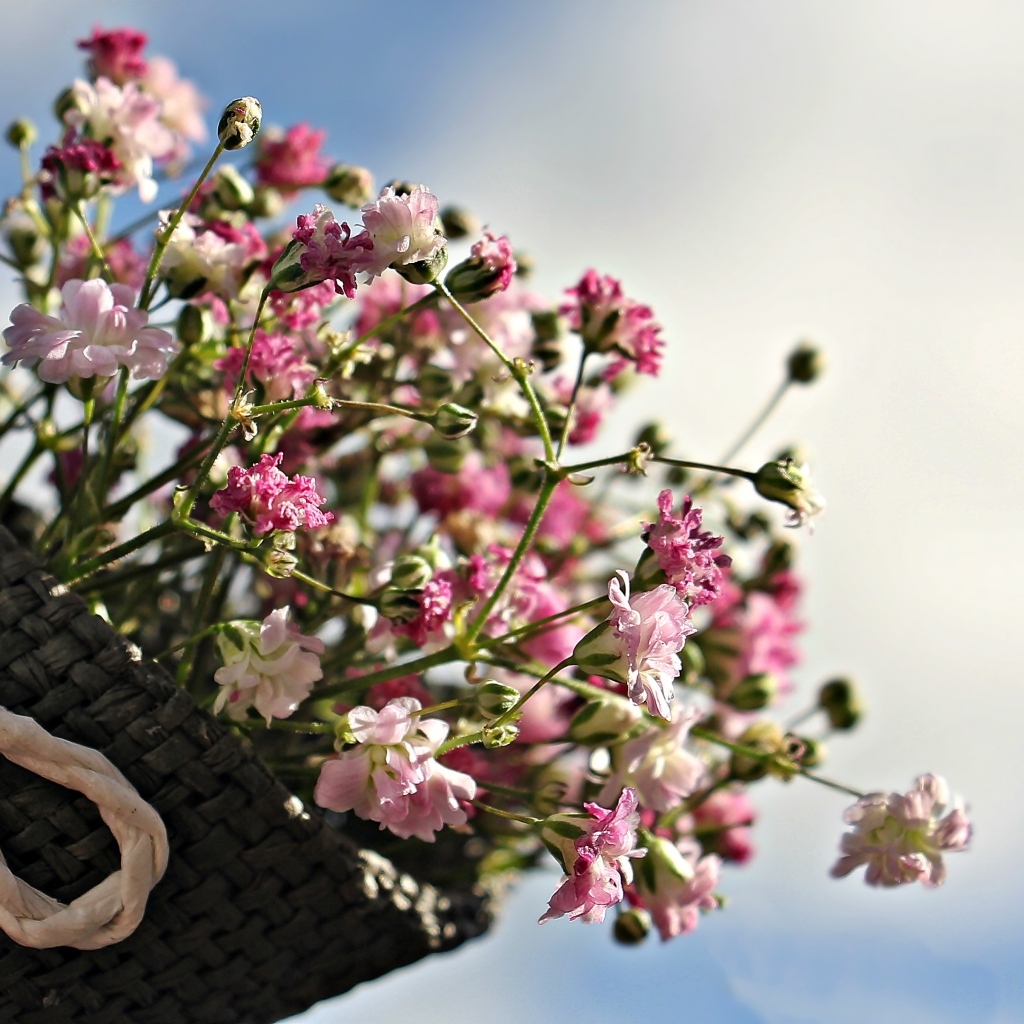 Маленькие цветы гипсофила в корзине