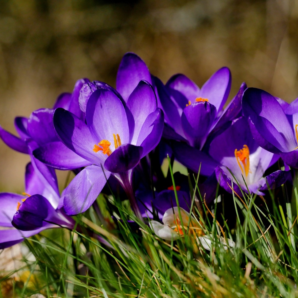 Маленькие сиреневые крокусы в зеленой траве